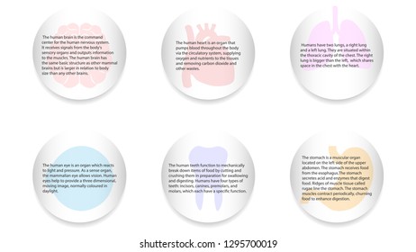 Human organs infografic vector design. Vital internal organs of the human body colored banner
