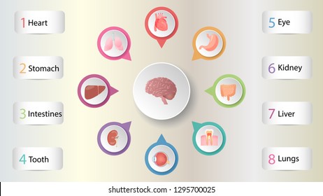 Human organs infografic vector design. Vital internal organs of the human body colored banner