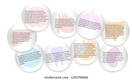 Human organs infografic vector design. Vital internal organs of the human body colored banner