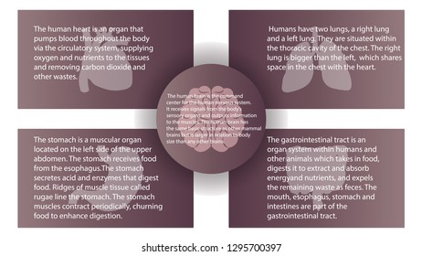 Human organs infografic vector design. Vital internal organs of the human body colored banner
