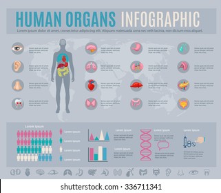 Human organs infographic set with internal body parts symbols and charts vector illustration