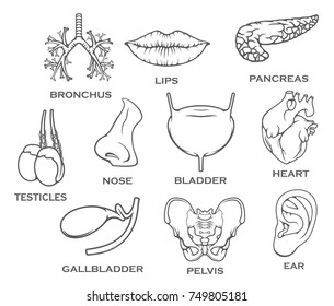 Human organs internal or body parts set of bronchus, lips or ear and pancreas, urogenital testicles or bladder and nose. Vector isolated heart, gallbladder or pelvis bone joint for medical design