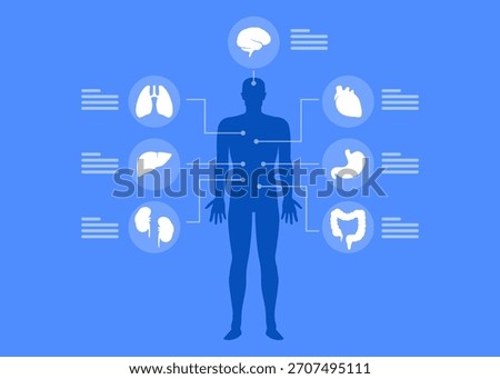 Human organs internal diagram, Body of human internal stock illustration