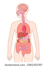 The human organs isolated on white background