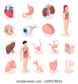 Human organs isometric icons set of male and female reproductive systems skeleton lungs brain liver uterus isolated vector illustration
