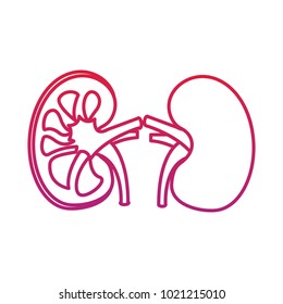 human organs kidney anatomy medical icon