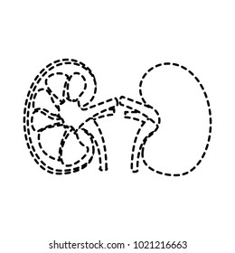 human organs kidney anatomy medical icon