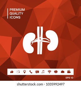 Human organs. Kidney icon