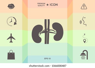 Human organs. Kidney icon