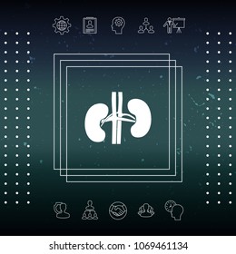 Human organs. Kidney icon