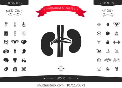 Human organs. Kidney icon