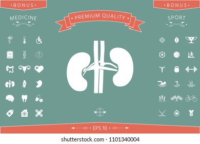 Human organs. Kidney icon