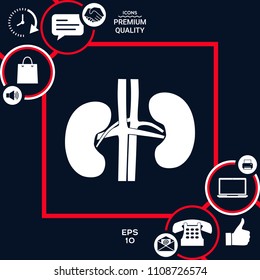 Human organs. Kidney icon