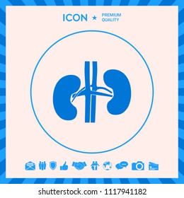 Human organs. Kidney icon