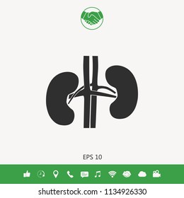 Human organs. Kidney icon
