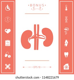 Human organs. Kidney icon