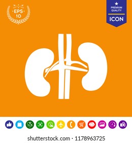 Human organs. Kidney icon