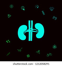 Human organs. Kidney icon