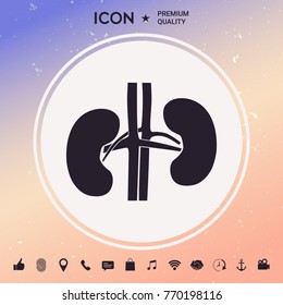 Human organs. Kidney icon