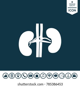 Human organs. Kidney icon