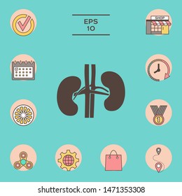 Human organs. Kidney icon. Graphic elements for your design