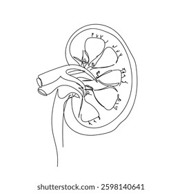  Human,  organs, kidneys, ureters, internal, excretory system. Human organ continuous one line illustration. Human kidneys one line continuous drawing.  Hand made vector not Al