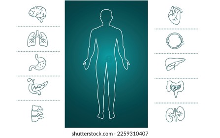 Human organs line art brain, heart, lungs,stomach, pancreas, liver, kidney spine, eyes line art vector illustration