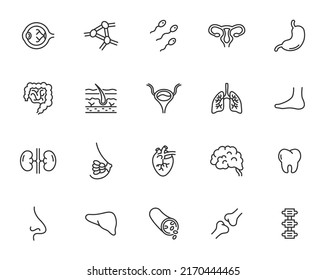 Human organs line icon set. Brain lung stomach colon, vector heart body organs. Medical anatomy collection