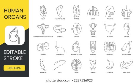 Human organs line icon set in vector, esophagus and kidney, ureter and bladder, larynx and spleen, ovaries and bronchi, pharynx and lungs, thymus and salivary, gland and heart. Editable stroke.