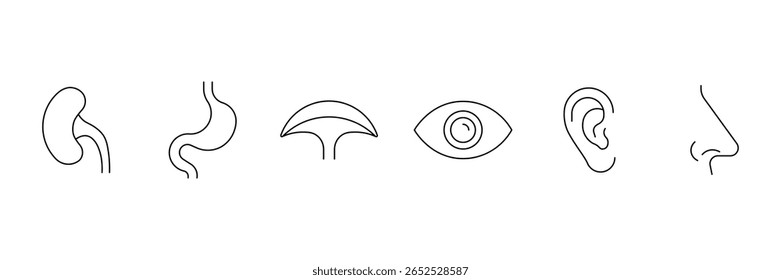 Human organs line icon set. Anatomy, body parts, kidney, bladder, pancreas, intestine, thyroid, pelvis, skeleton, joint, hand, nose, mouth, tongue, and more. Vector illustration.