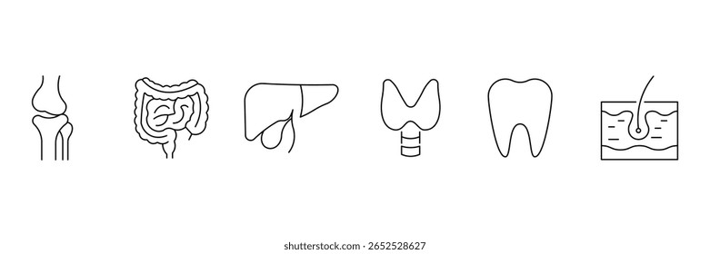 Conjunto de ícones da linha de órgãos humanos. Anatomia, partes do corpo, rim, bexiga, pâncreas, intestino, tireoide, pelve, esqueleto, articulação, mão, nariz, boca, língua e muito mais. Ilustração vetorial.