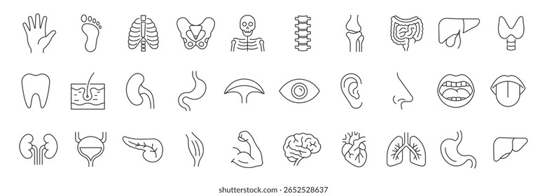 Conjunto de ícones da linha de órgãos humanos. Anatomia, partes do corpo, rim, bexiga, pâncreas, intestino, tireoide, pelve, esqueleto, articulação, mão, nariz, boca, língua e muito mais. Ilustração vetorial.