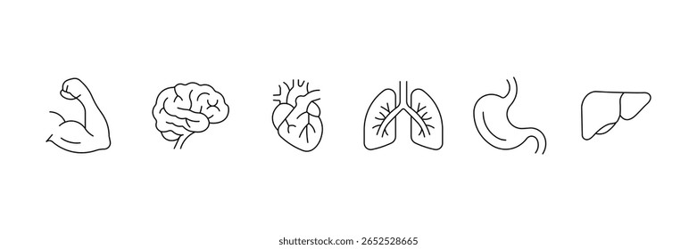 Conjunto de ícones da linha de órgãos humanos. Anatomia, partes do corpo, rim, bexiga, pâncreas, intestino, tireoide, pelve, esqueleto, articulação, mão, nariz, boca, língua e muito mais. Ilustração vetorial.