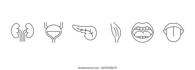 Conjunto de ícones da linha de órgãos humanos. Anatomia, partes do corpo, rim, bexiga, pâncreas, intestino, tireoide, pelve, esqueleto, articulação, mão, nariz, boca, língua e muito mais. Ilustração vetorial.