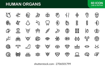 Human Organs Line Icon Set – Professional Minimal Vector Collection for Medical, Anatomy, and Health Concepts