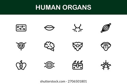 Human Organs Line Icon Set – Professional Minimal Vector Collection for Medical, Anatomy, and Health Concepts
