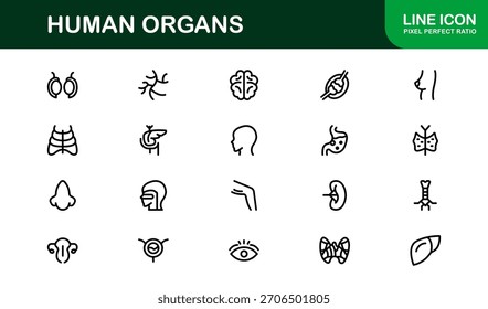 Conjunto de Ícones de Linha de Órgãos Humanos - Coleção Vetorial Mínima Profissional para Conceitos Médicos, Anatomia e Saúde