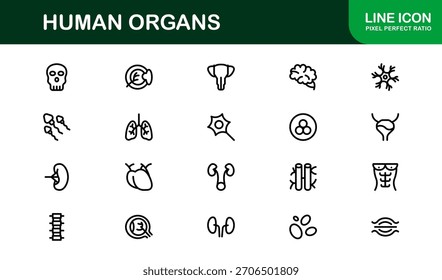 Human Organs Line Icon Set – Professional Minimal Vector Collection for Medical, Anatomy, and Health Concepts