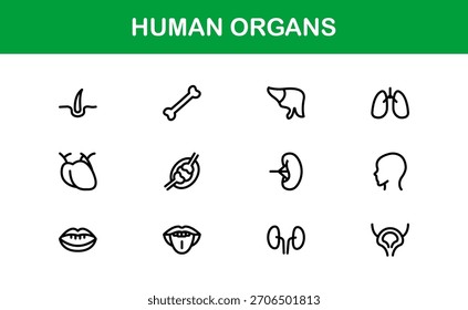 Conjunto de iconos de línea de órganos humanos: Colección de Vector mínimo de Profesional para conceptos médicos, anatomía y de salud