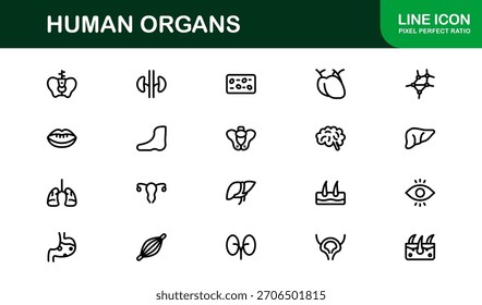Conjunto de iconos de línea de órganos humanos: Colección de Vector mínimo de Profesional para conceptos médicos, anatomía y de salud