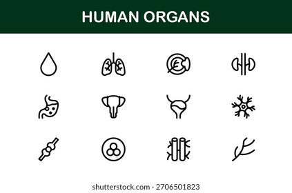 Human Organs Line Icon Set – Professional Minimal Vector Collection for Medical, Anatomy, and Health Concepts