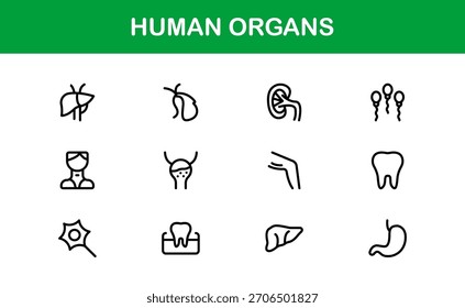 Conjunto de Ícones de Linha de Órgãos Humanos - Coleção Vetorial Mínima Profissional para Conceitos Médicos, Anatomia e Saúde