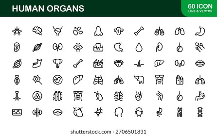 Human Organs Line Icon Set – Professional Minimal Vector Collection for Medical, Anatomy, and Health Concepts