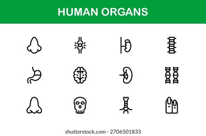 Human Organs Line Icon Set – Professional Minimal Vector Collection for Medical, Anatomy, and Health Concepts