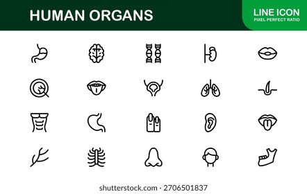 Human Organs Line Icon Set – Professional Minimal Vector Collection for Medical, Anatomy, and Health Concepts