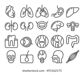 Human organs line icon set