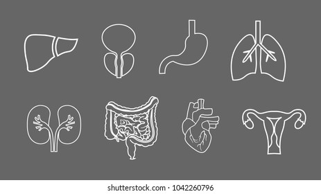 human organs line icons set. Anatomy of body. Reproductive system, Lungs, Uterus, stomach, heart, liver illustrations