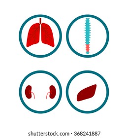 human organs, logo. The heart, lungs. liver, kidney, spine.  Human Organs