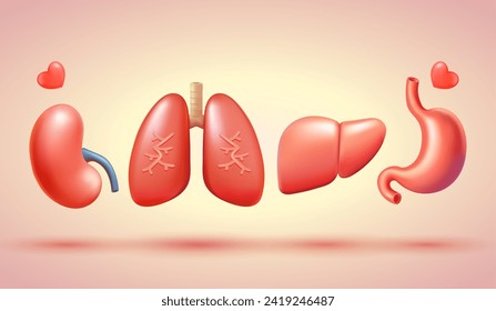 menschliche Organe, Lungen, Magen, Nieren und Leber. 3D-Vektorgrafik, geeignet für Spendertag, Gesundheit und Bildung