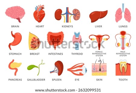 Human organs with names description set infographic. Cartoon lung brain, heart kidneys, stomach, chest intestines, reproductive system female male, skin hair tooth eye, body elements hand drawn vector